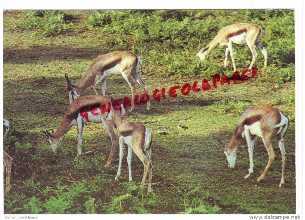 78 - CHATEAU DE THOIRY - SPRINGBUCKS EN LIBERTE  DANS LA RESERVE AFRICAINE - Thoiry