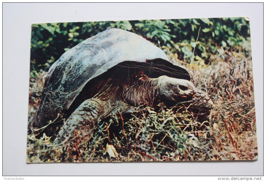 Elephant Turtle  From Moscow Zoo  -   OLD   Postcard 1969 - Tartarughe