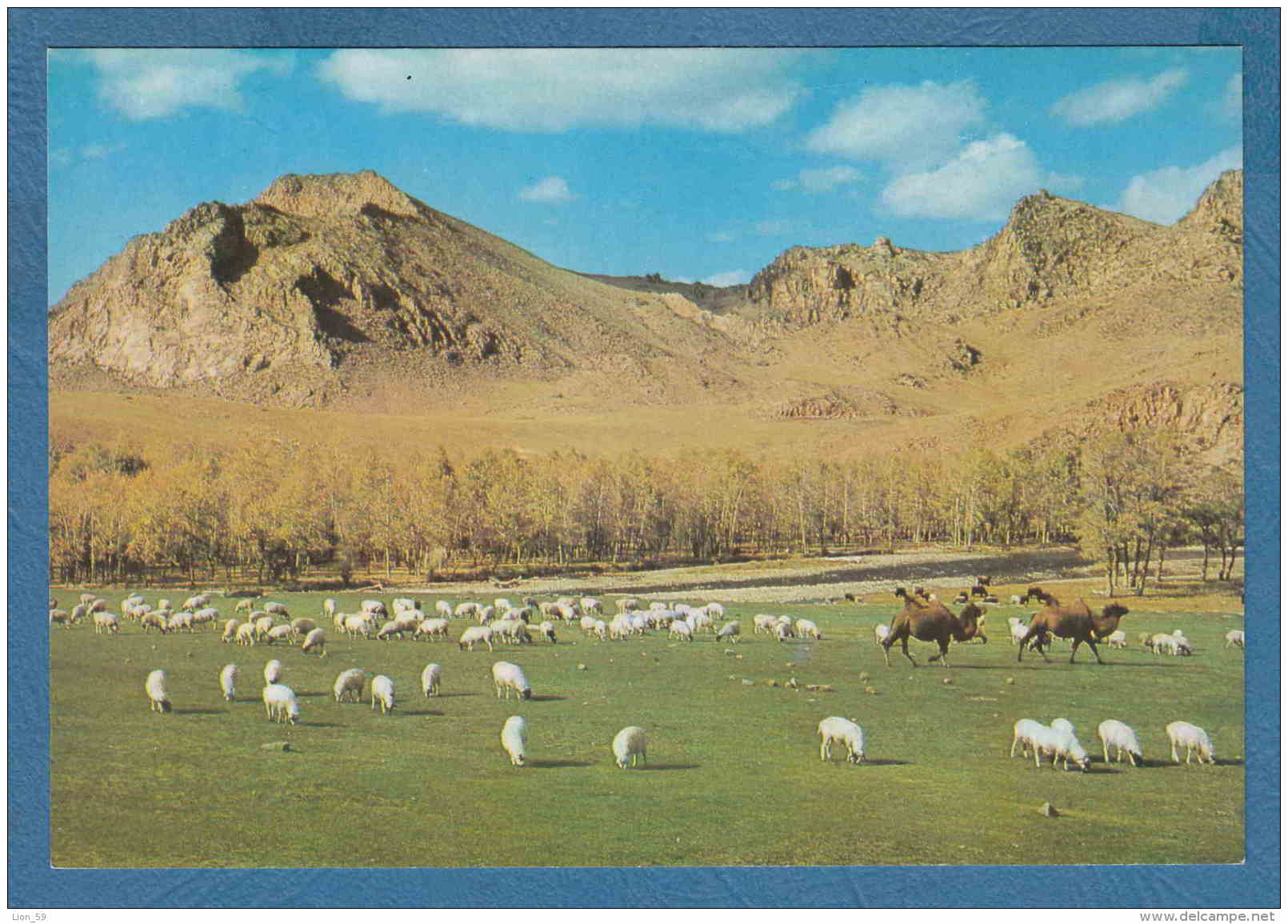 215183 / BOGDYN GOL RIVER , ZABHAN AIMAK , ANIMAL CAMEL SHEEP , Mongolia Mongolei Mongolie - Mongolië