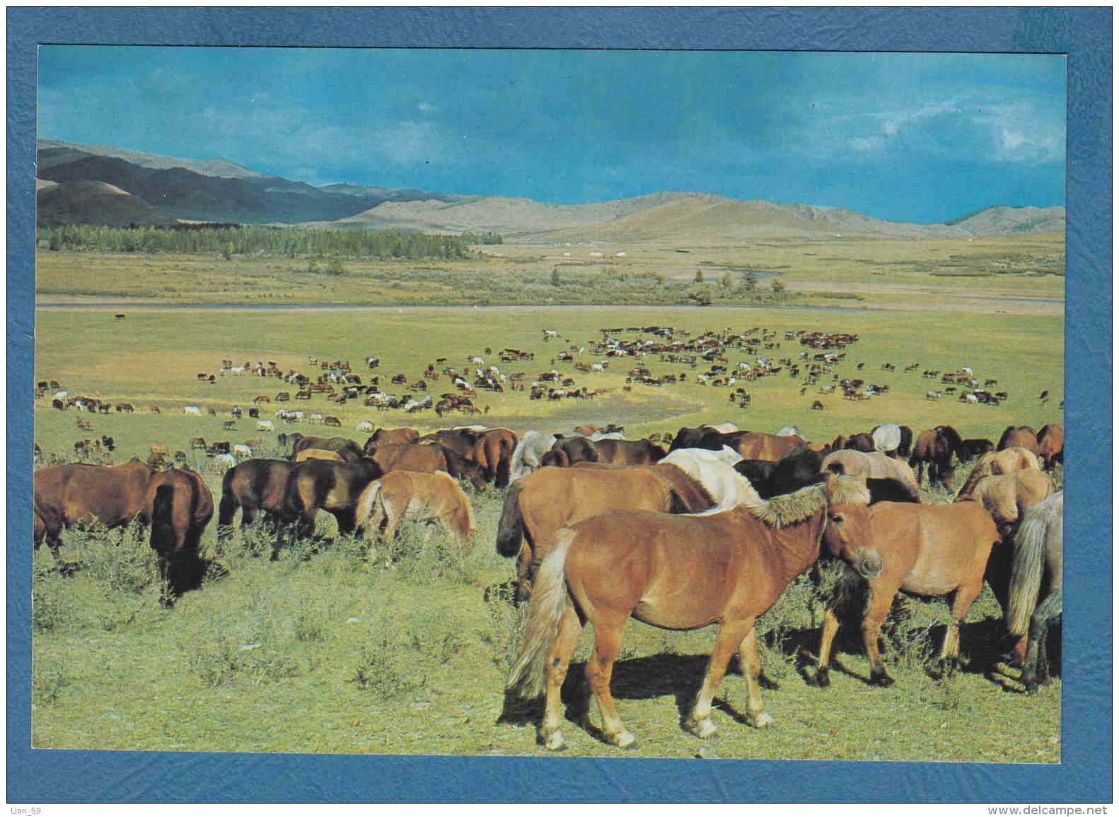 215189 / HORSES  GRAZING ON GRASS IANDS , TSETSERLIG SOMON , HUBSUGUL AIMAK , Mongolia Mongolei Mongolie - Mongolië