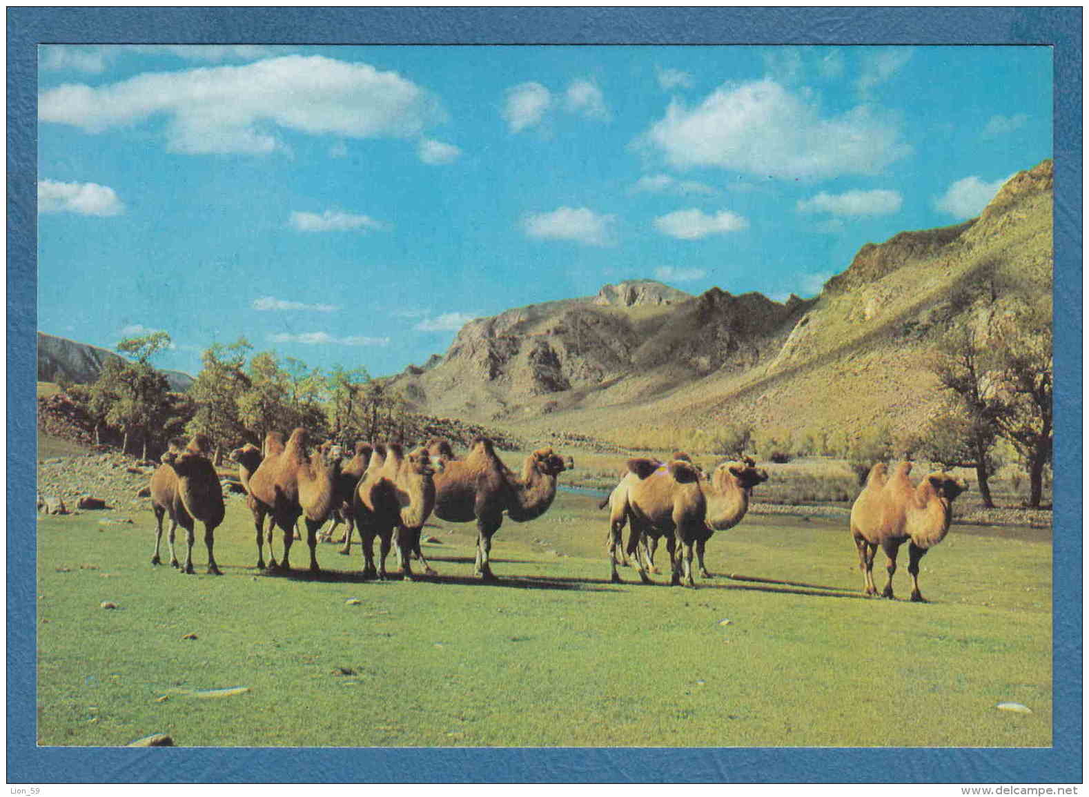 215191 / MONGOLIAN CAMELS , ZABHAN AIMAK , Mongolia Mongolei Mongolie - Mongolei