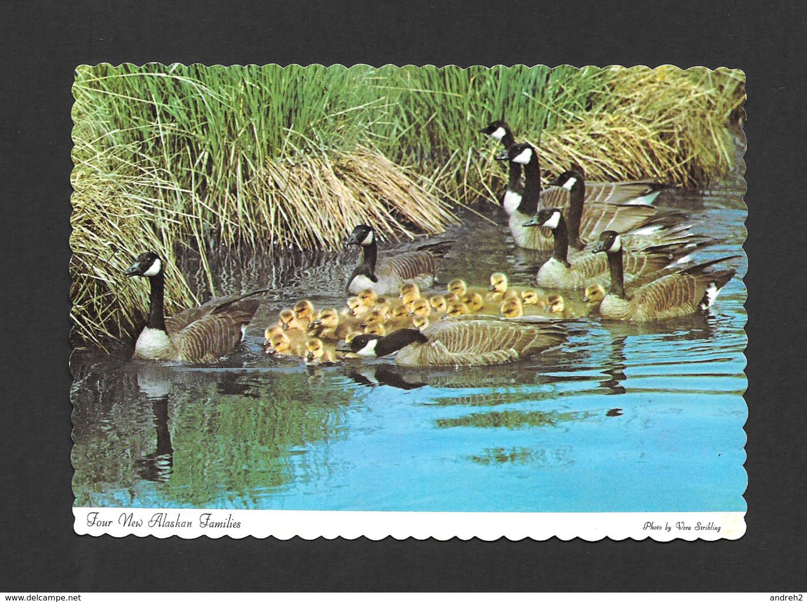 ANIMAUX - ANIMALS - OIES -  FOUR FAMILIES OF CANADIAN GEESE WITH THEIR YOUNG - ALASKAN WILDLIFE - PHOTO VERA STREBLING - Oiseaux