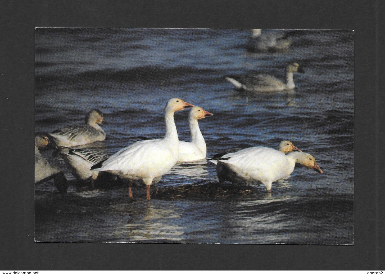 ANIMAUX - ANIMALS - OISEAUX - GEESES - OIES BLANCHES SUR LES BATTURES DU ST LAURENT - PHOTO ALAIN PATRY - Vögel