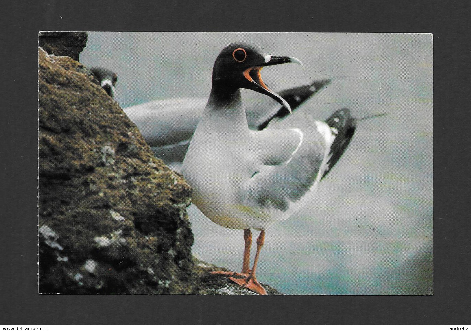 ANIMAUX - ANIMALS - OISEAUX - GALAPAGOS - SWALLOW TAILED GULL - FOTO PROHIBIDA - Oiseaux