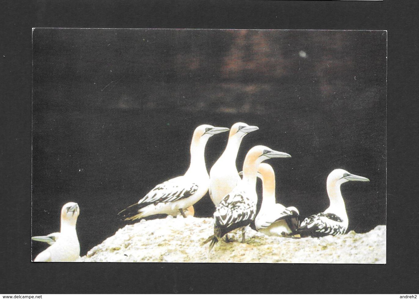 ANIMAUX - ANIMALS - OISEAUX - LES FOUS DE BASSAN - YOUNG GANNETS - PAR CLUB DES ORNITHOLOGUES DE LA GASPÉSIE - Oiseaux