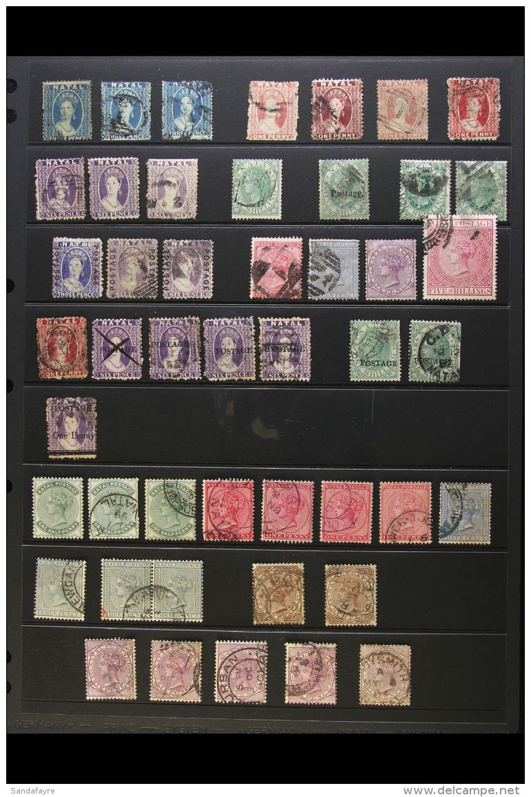 NATAL 1859-1908 USED SELECTION On Stock Pages. Useful QV Ranges To Various 1s &amp; A 2s, KEVII Ranges To... - Non Classificati