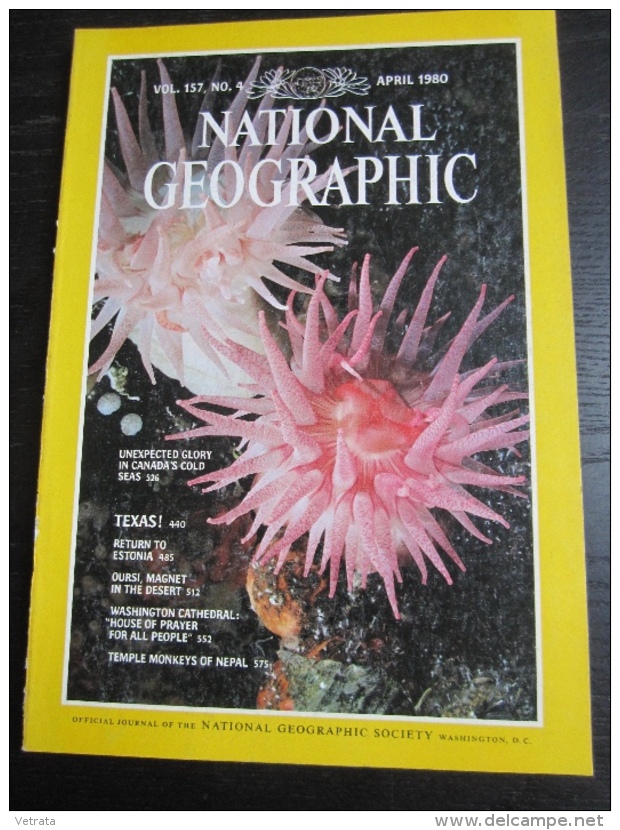 NATIONAL GEOGRAPHIC Vol. 157, N°4 1980 :  UNEXPECTED GLORY IN CANADA'S COLD - TEXAS- ESTONIA - OURSI - MAGNET IN THE DES - Geography