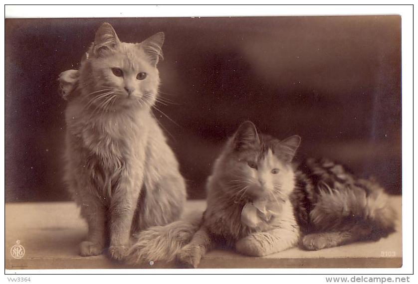 PORTRAITS DE CHAT: Lot De Deux Cartes - Cats