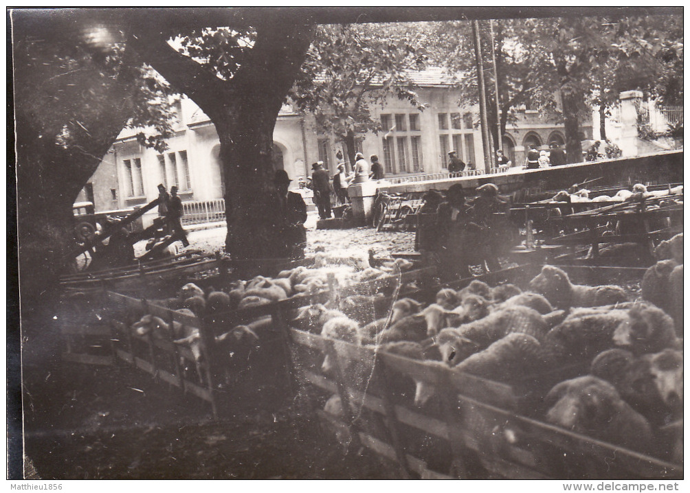 Photo Octobre 1931 DIGNE-LES-BAINS - Le Marché Aux Moutons (A152) - Digne