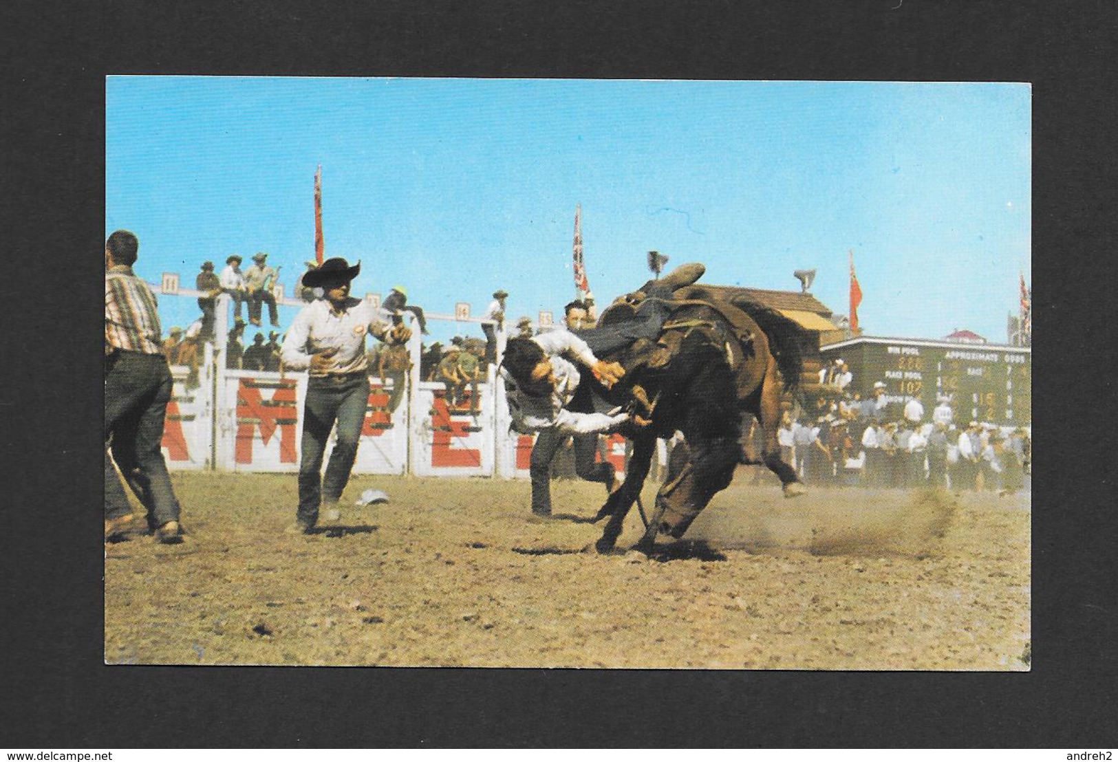 CALGARY - ALBERTA - THE BACKING HORSE CONTEST IS ONE OF THE MANY EVENTS TO BE SEEN AT THE FAMOUS STAMPEDE IN CALGARY - Calgary