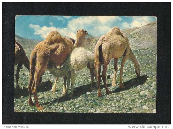 Jordan Picture Postcard Camels At Jordan Desert  View Card  AS PER SCAN - Jordanien