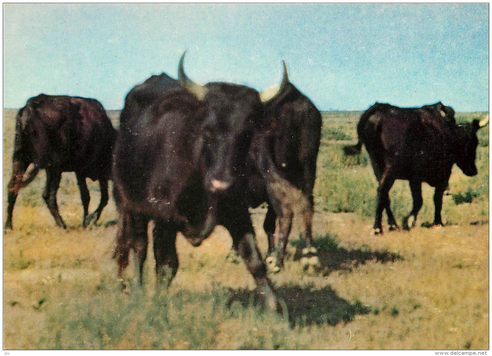 LA CAMARGUE ET SES TAUREAUX . - Autres & Non Classés