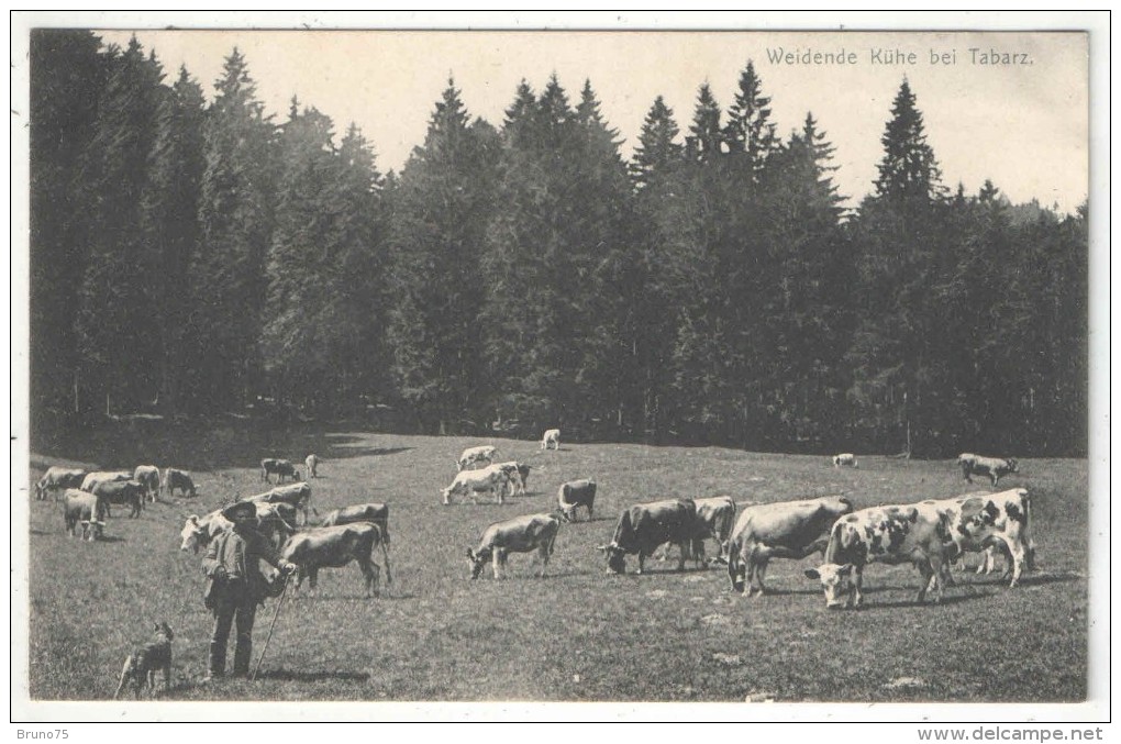 Weidende Kühe Bei Tabarz - Tabarz