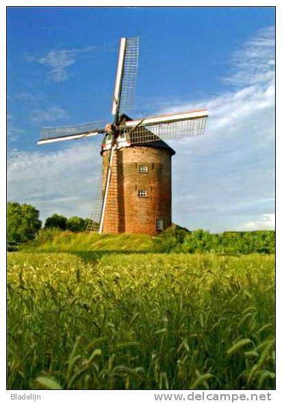 ZEVENAAR (Gelderland) - Molen/moulin - Prachtige Kaart Van De Buitenmolen (torenmolen) In Graanveld D.d. 2008 - Zevenaar