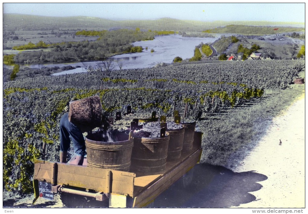 Pouilly-sur-Loir. Vendanges Dans Le Vignoble. - Pouilly Sur Loire