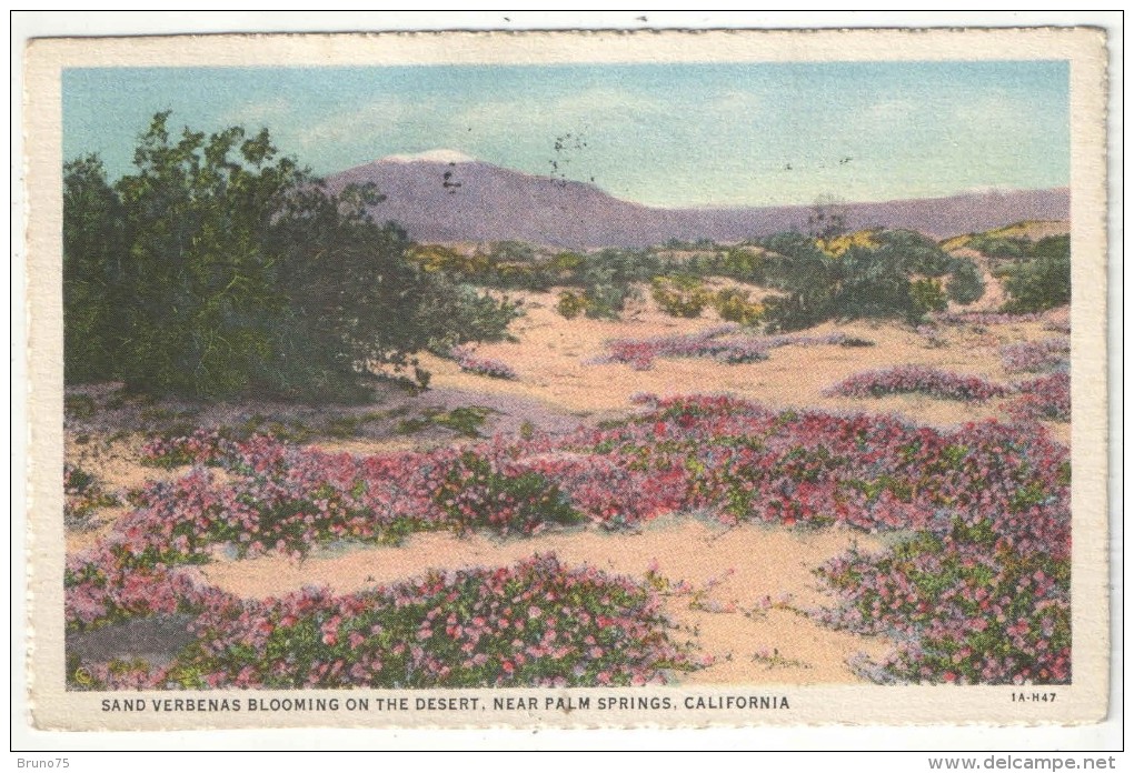 Sand Verbenas Blooming On The Desert, Near Palm Springs, California - 1932 - Palm Springs