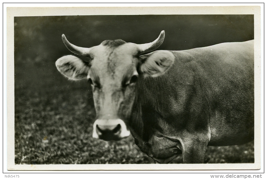 VACHES : SUISSE / SWISS COWS - Vaches