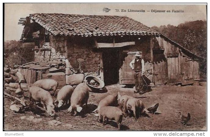 CPA Cochon Pig écrite Limousin Ferme - Schweine