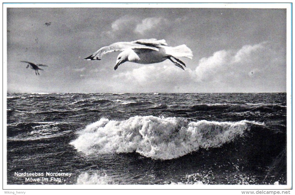 Norderney - S/w Möwe Im Flug - Norderney