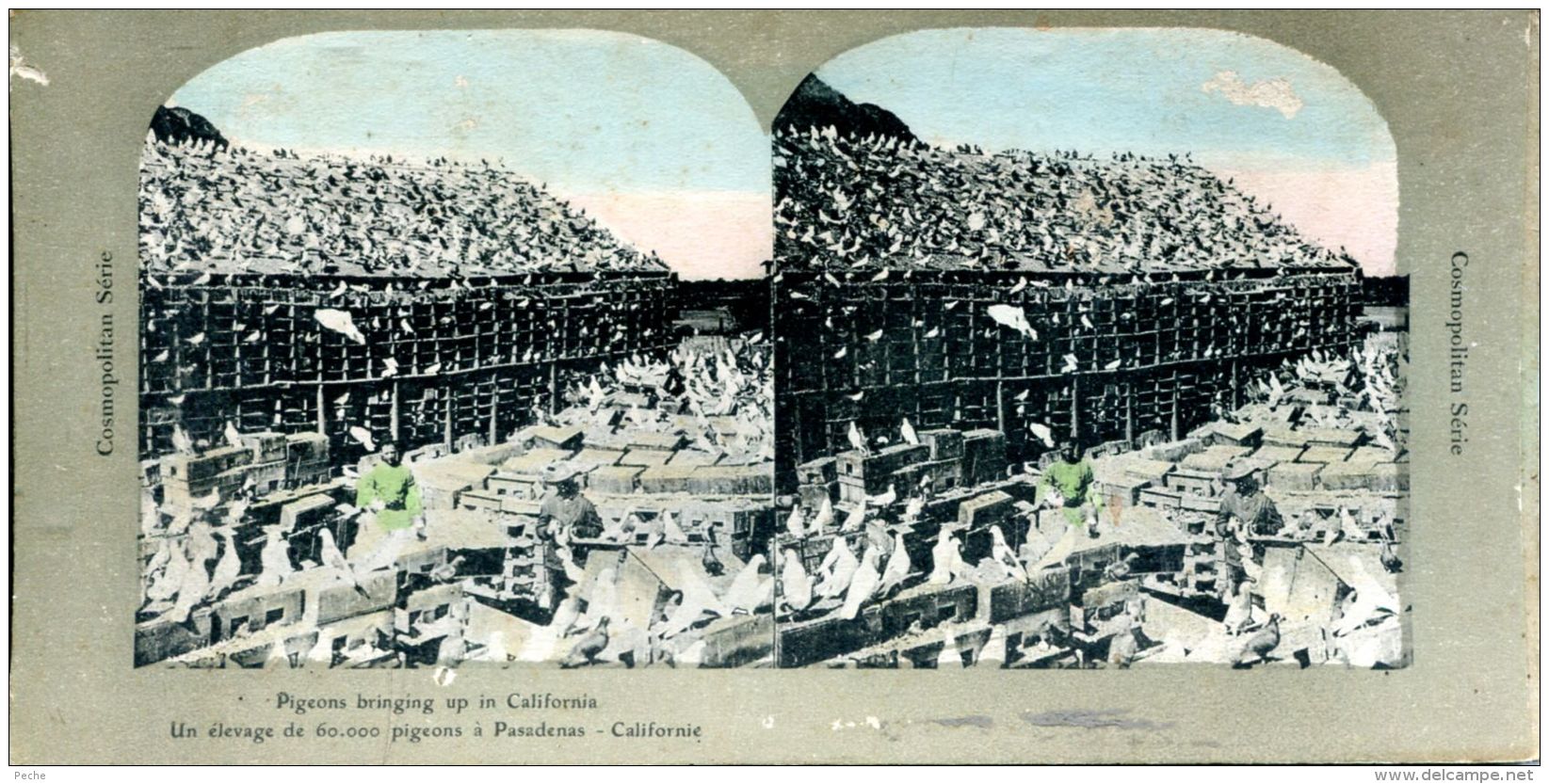N°50348 -carte Stéréoscopique -un élevage De Pigeon- Californie- - Stereoscope Cards