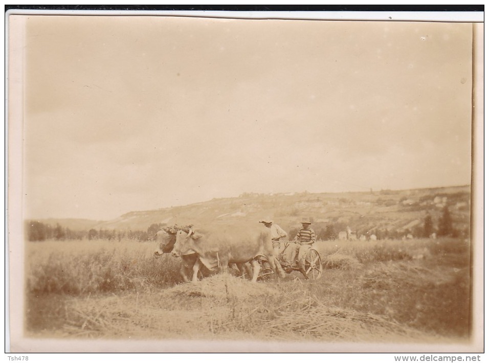 MINI PHOTO---47---MONTESQUIEU  ?--Scène Champêtre---fauchage Du Champs--attelage De Boeufs---voir 2 Sans - Autres & Non Classés