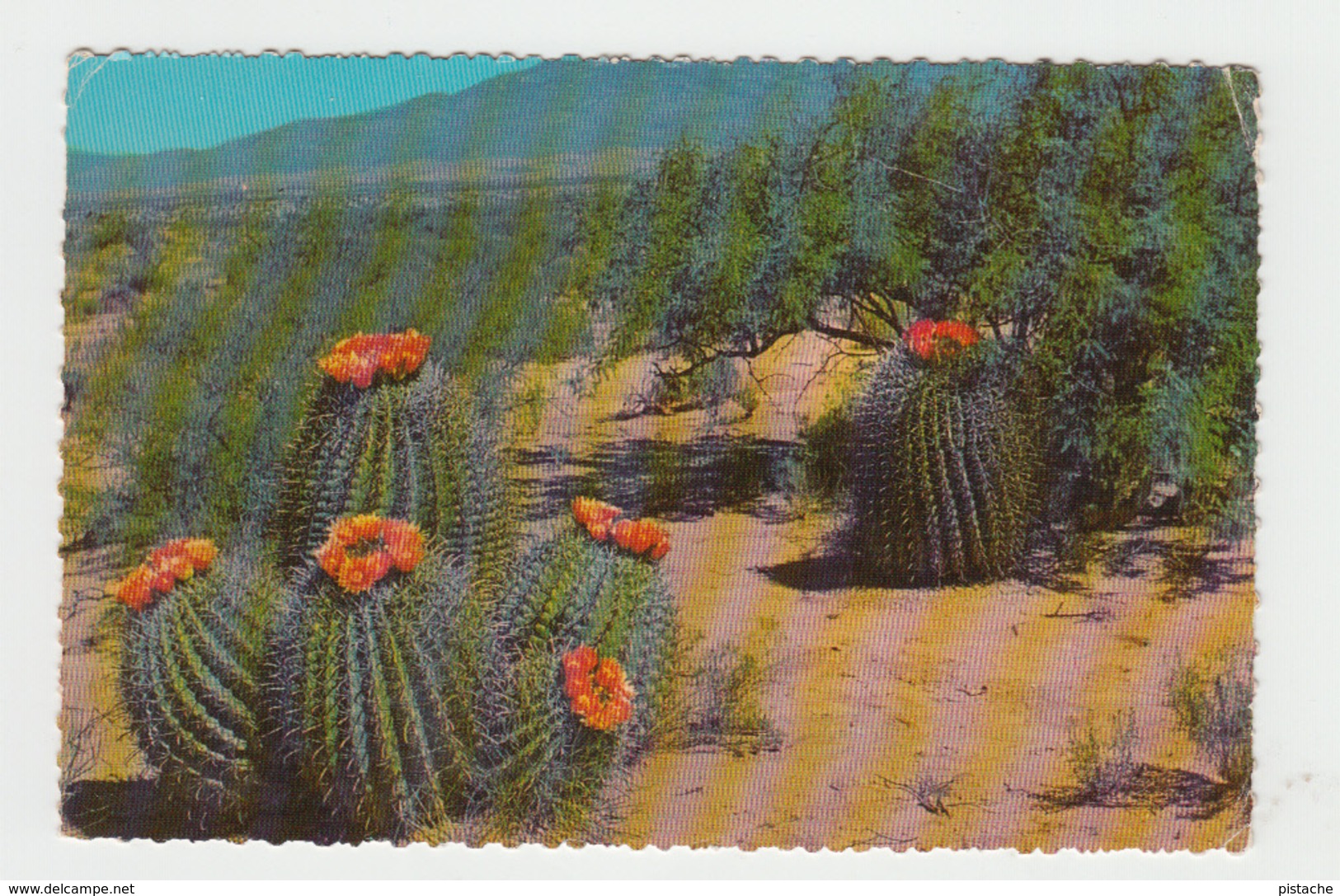 Barrel Cactus  On The Desert - Plant Plante - Arizona & Mexico - 2 Scans - Cactusses