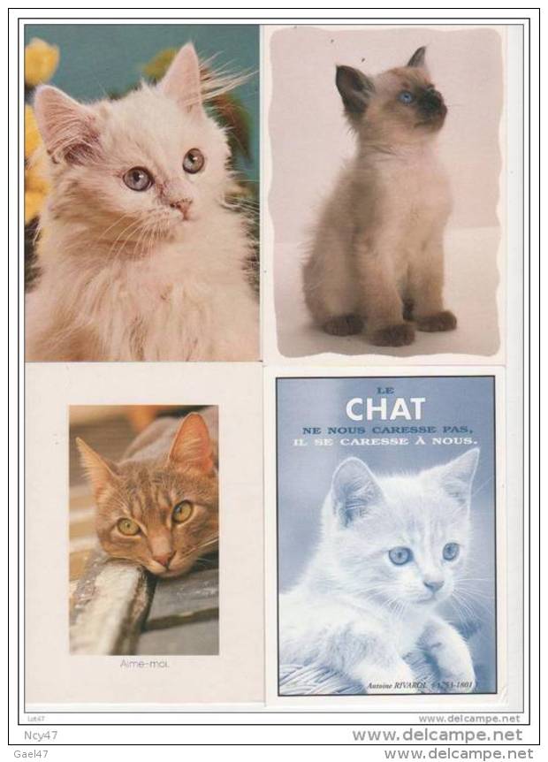 12 CP - Chats - Neuves - (ref 303) - Chats