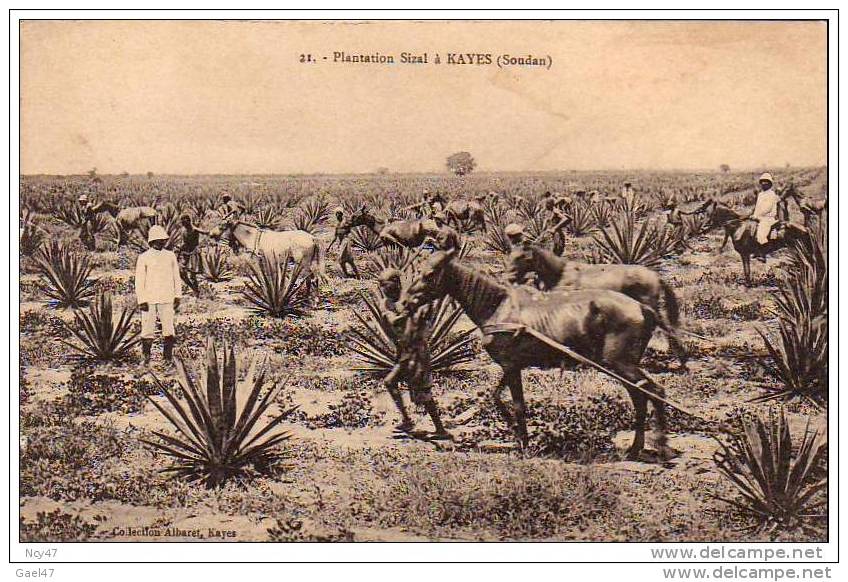 (  Soudan  )       à  KAYES     "   Plantation  Sizal - Soudan