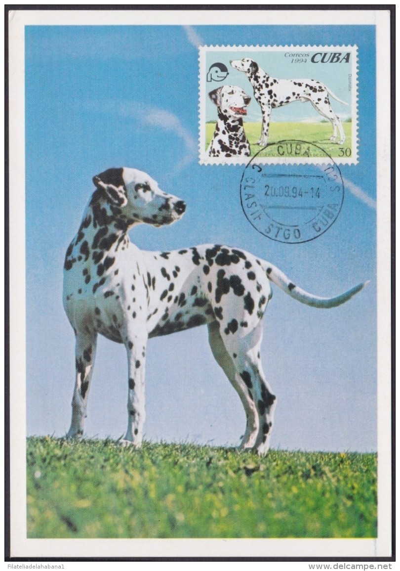 TMA-90 CUBA 1991 SPECIAL CARD PERROS DE RAZAS. DALMATA DOG. - Cartes-maximum