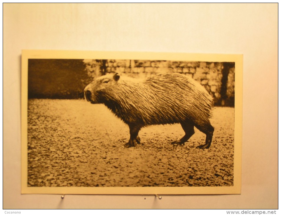 Clères - Parc Zoologique - Capybara - Clères