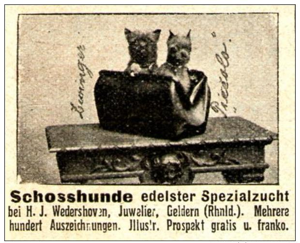 Original-Werbung/ Anzeige 1909 - SCHOSSHUNDE EDELSTER SPEZIALZUCHT / JUWELIER WEDERSHOVEN - GELDERN - Ca. 45 X 35 Mm - Werbung