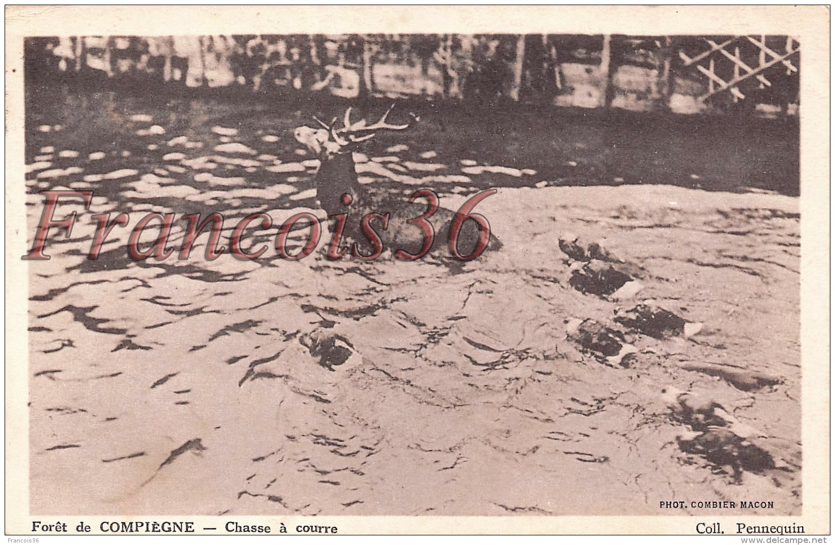 Forêt De Compiègne - Chasse à Courre Chiens Cerf - Chasse