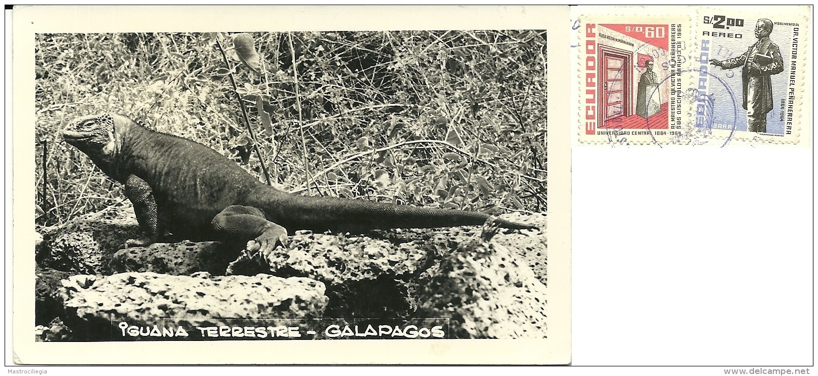 ECUADOR  Iguana Terrestre Delle Galapagos  Nice Stamps - Ecuador