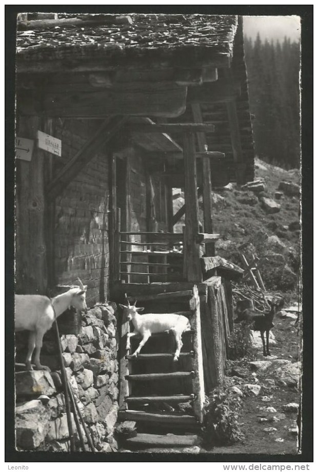 ZIEGE Alphütte Geiss Goat Chèvre Saas-Fee 1962 - Autres & Non Classés
