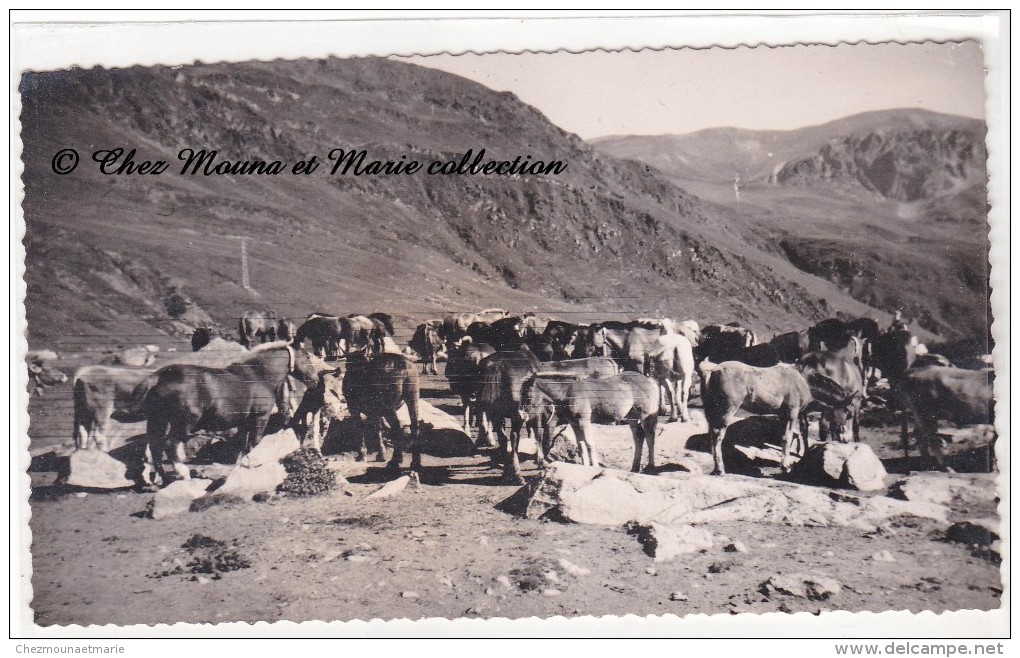 UNE HARDE DE CHEVAUX A LA MONTAGNE - PHOTO - Autres & Non Classés