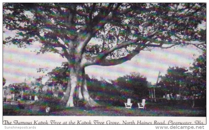 Florida Clearwater Famous Kapok Tree At Kapok Tree Grove North Haines Road - Clearwater