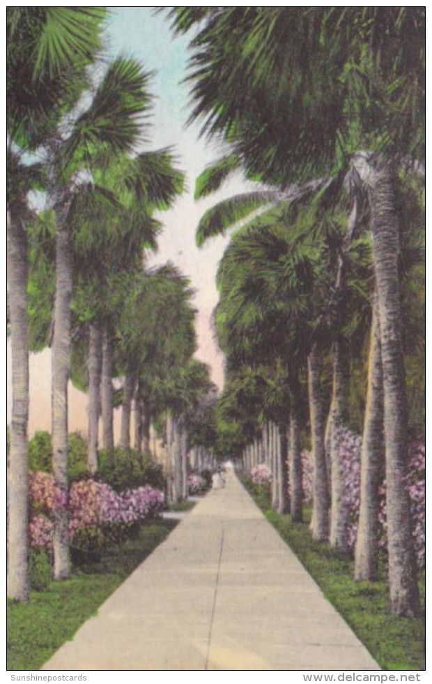 Florida Palm Beach Palm Trees Palmetto Walk Handcolored Albertype - Palm Beach