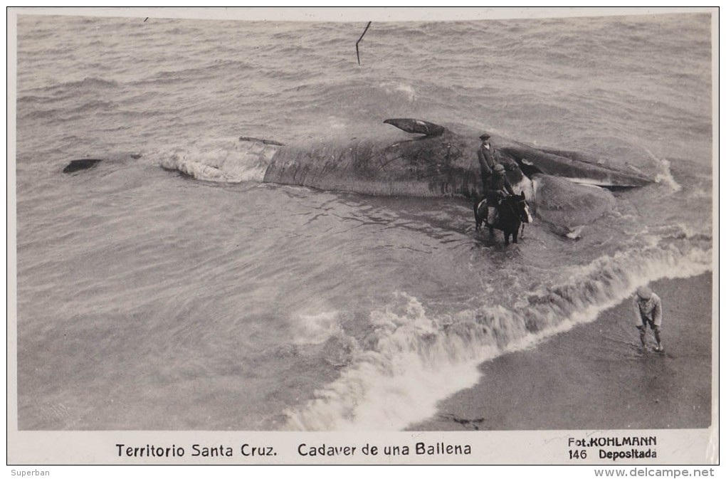 TERRITORIO SANTA CRUZ - ARGENTINA / PATAGONIA: BALLENA / WHALE / BALEINE - CARTE VRAIE PHOTO / REAL PHOTO ~ 1930 (u-626) - Sonstige & Ohne Zuordnung