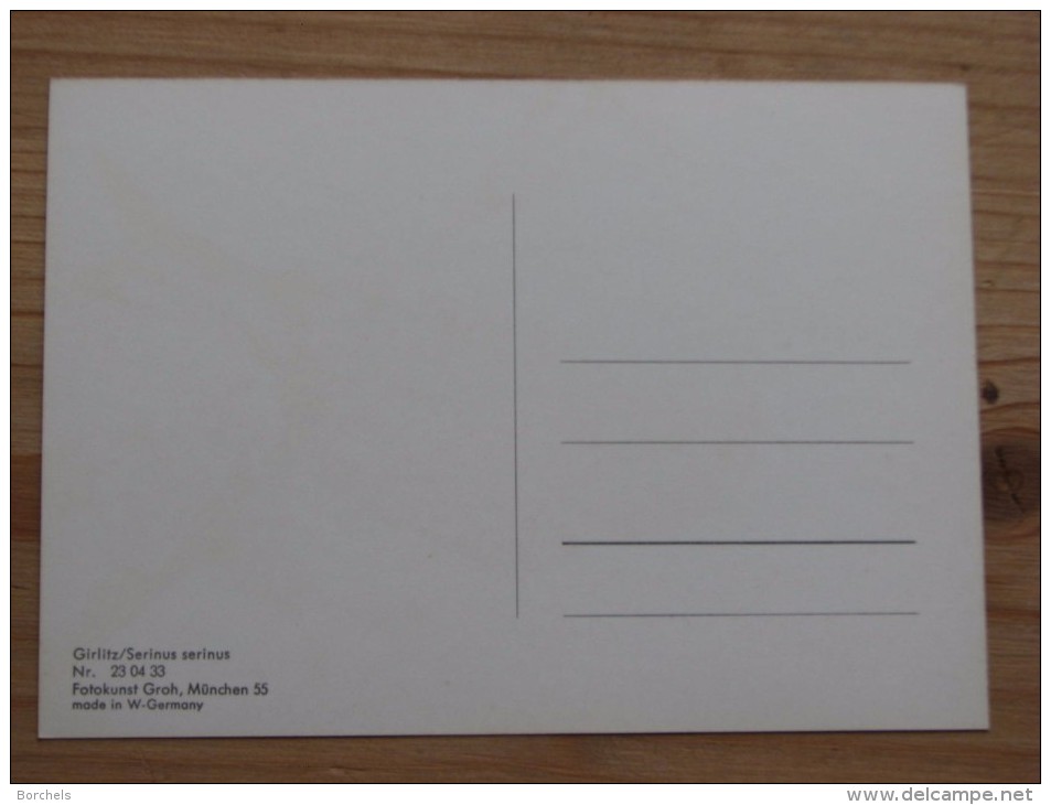 AK1072 - Girlitz / Serinus Serinus  - Groh - Col. - Ungelaufen - Topp Erhalten - Vogels