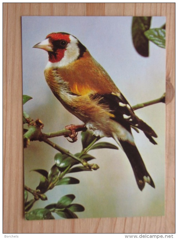 AK1074 - Stieglitz - Distelfink - Carduelis Carduelis - Col. - Ungelaufen - Topp Erhalten - Vögel