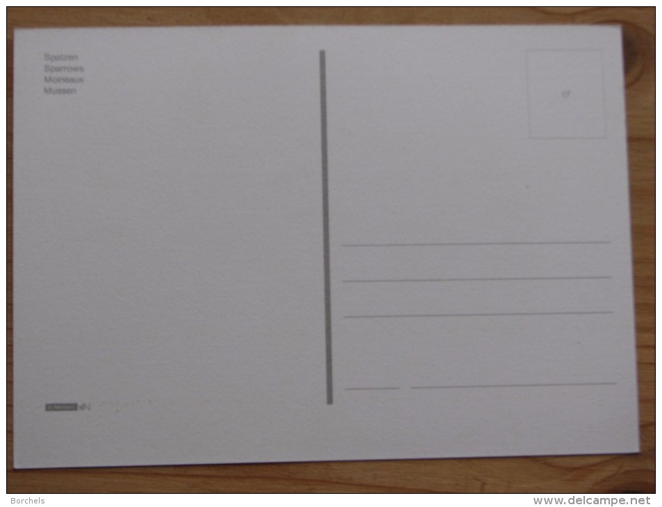 AK1080 - Spatzen - Sperling - Sparrows - Maineaux - Mussen - Col. - Ungelaufen - Topp Erhalten - Vögel