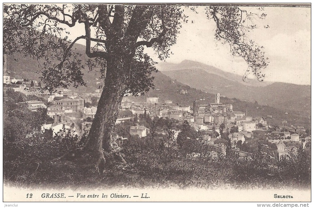 .12. GRASSE - VUE ENTRE LES OLIVIERS . NON ECRITE - Grasse