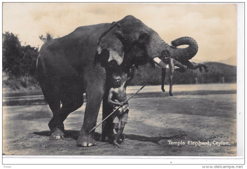 SRI LANKA - CEYLAN - Temple Elephant - CARTE PHOTO - Sri Lanka (Ceylon)