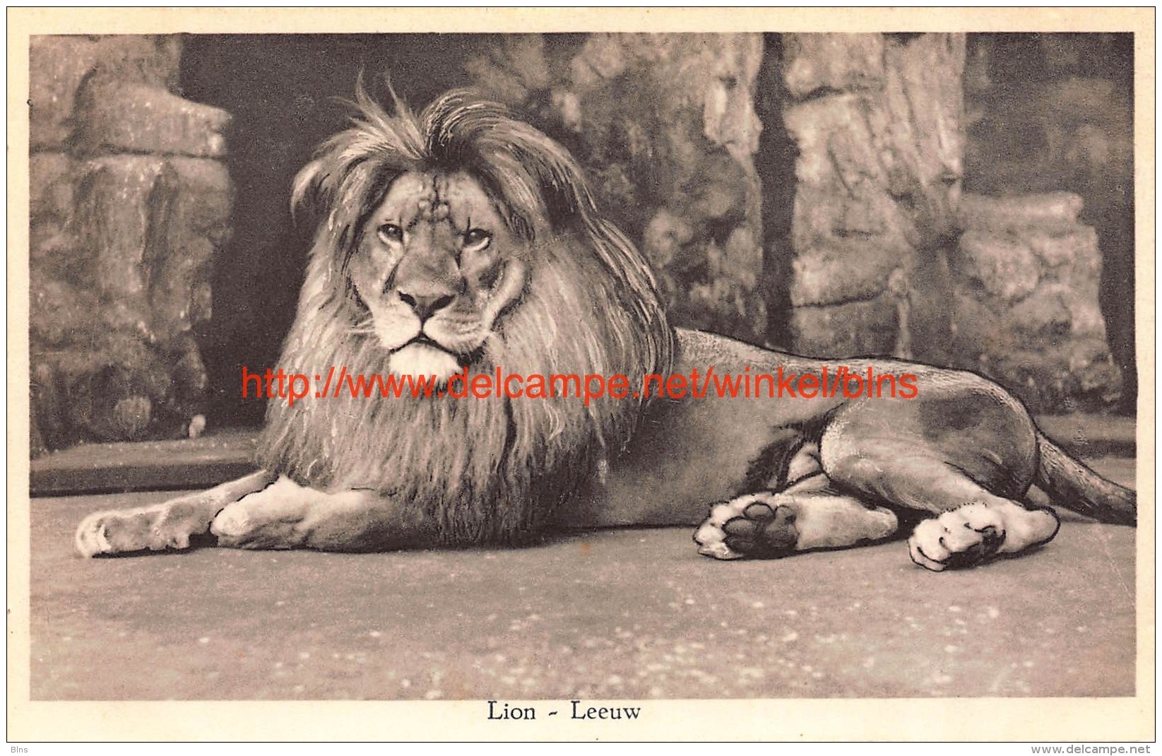 Lion Leeuw - Leones