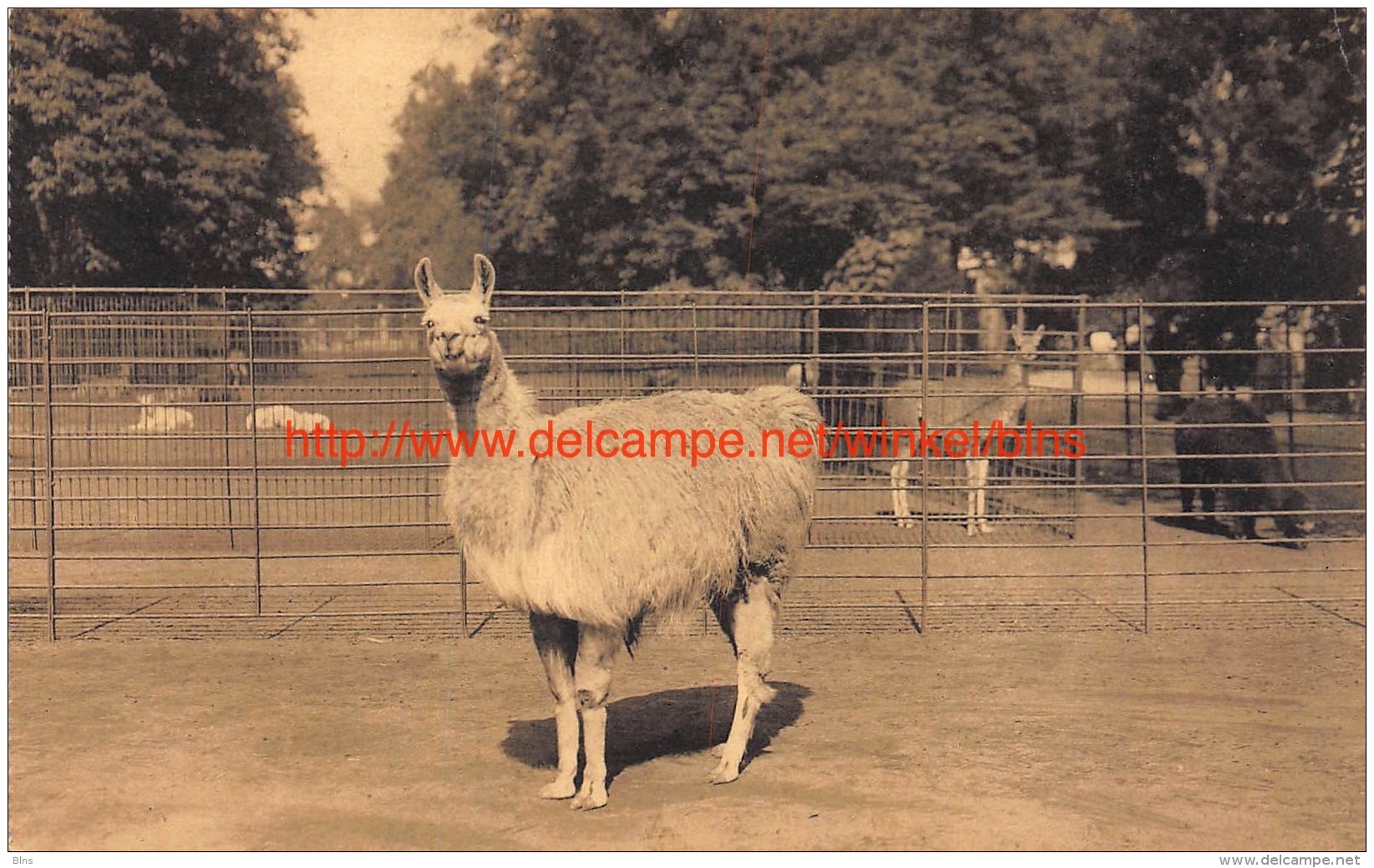 Lama In Dierentuin Antwerpen - Antwerpen