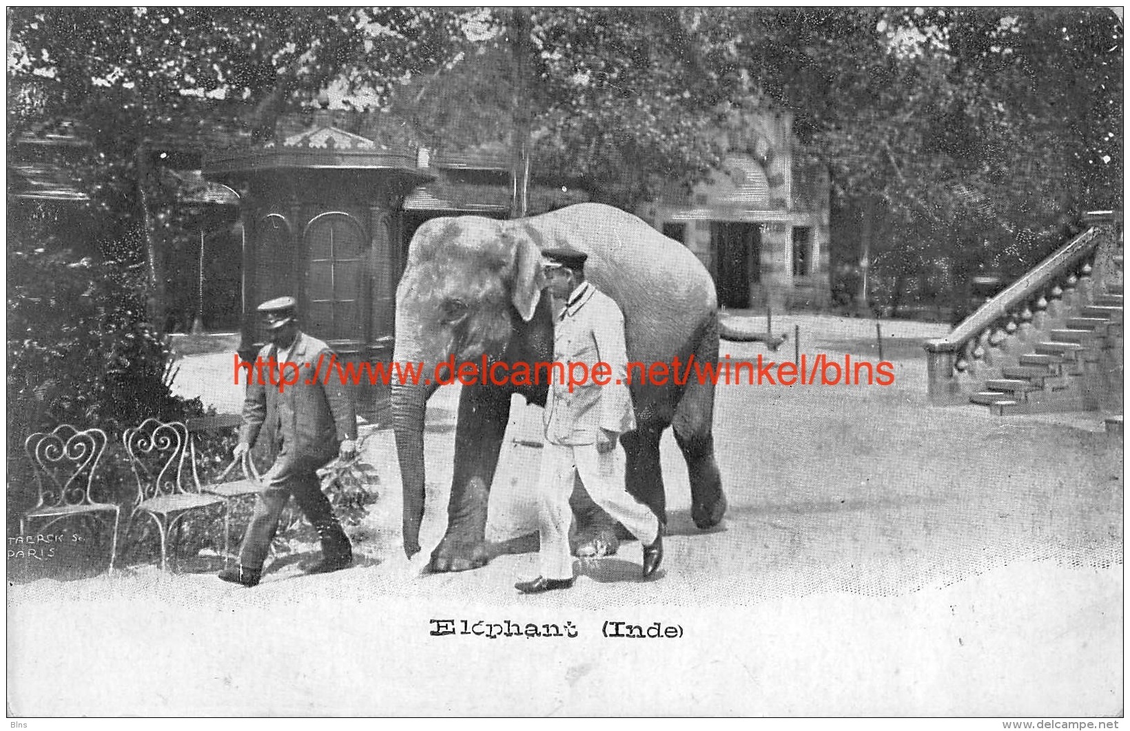 Elephant Inde - Éléphants