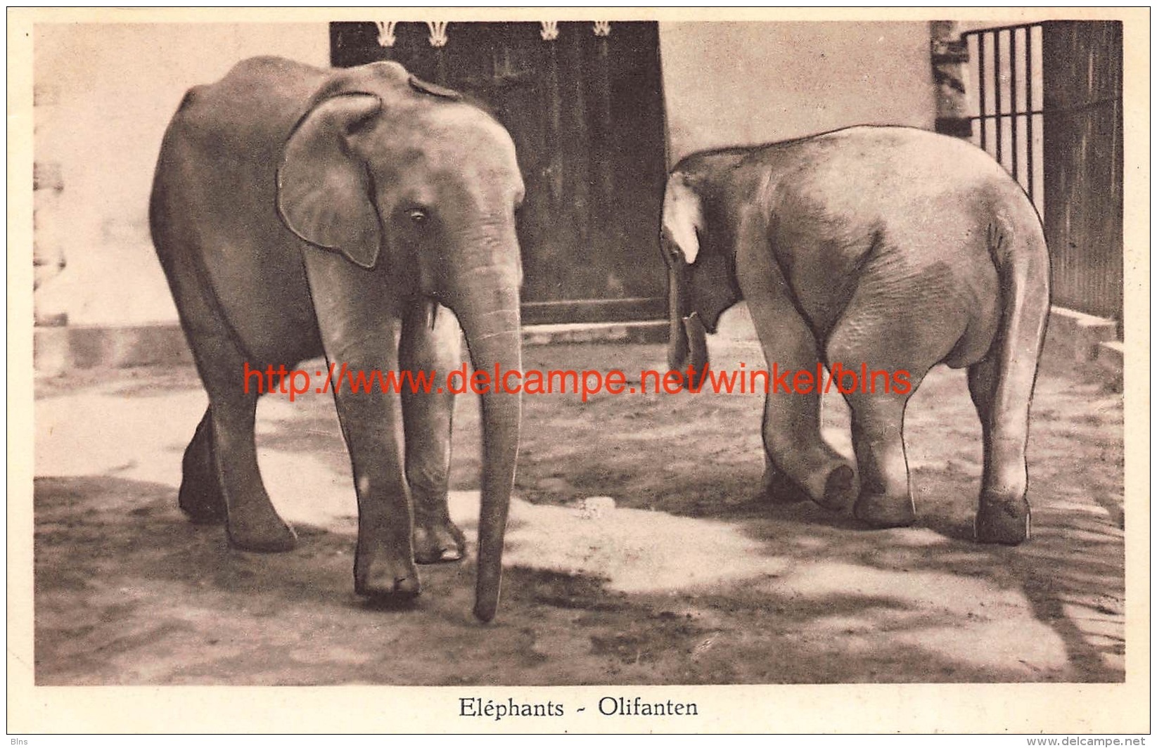 Dierentuin Antwerpen Olifant - Éléphants