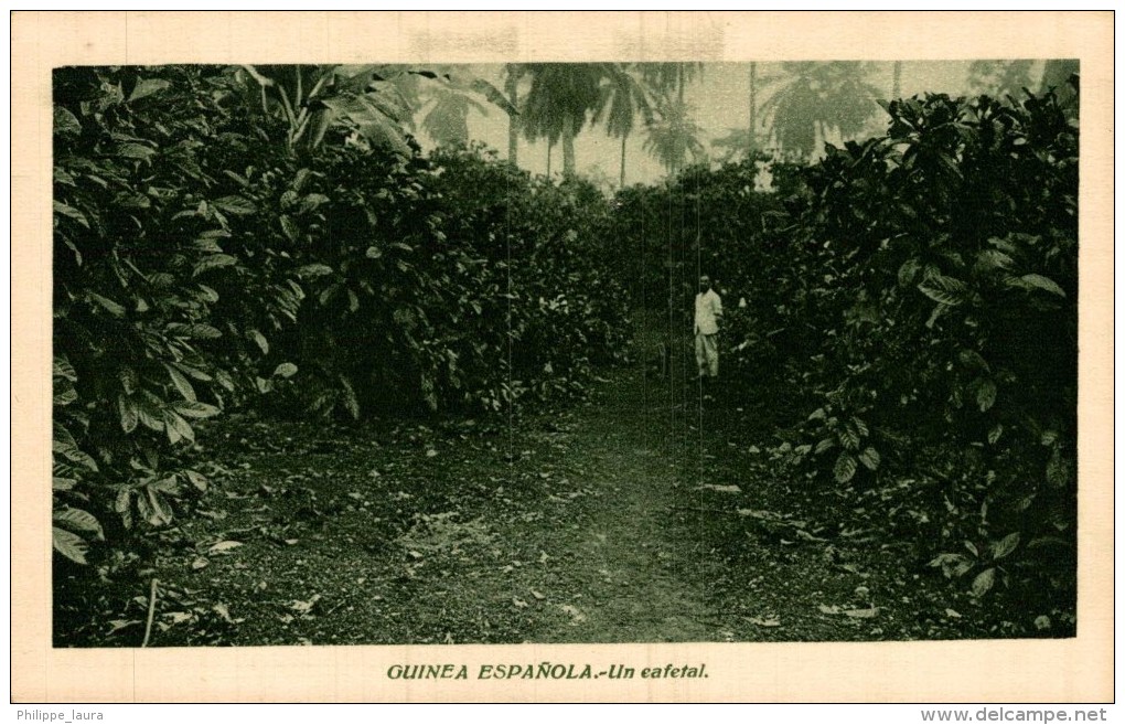 GUINEA ESPAÑOLA. UN CAFETAL - Guinea Ecuatorial