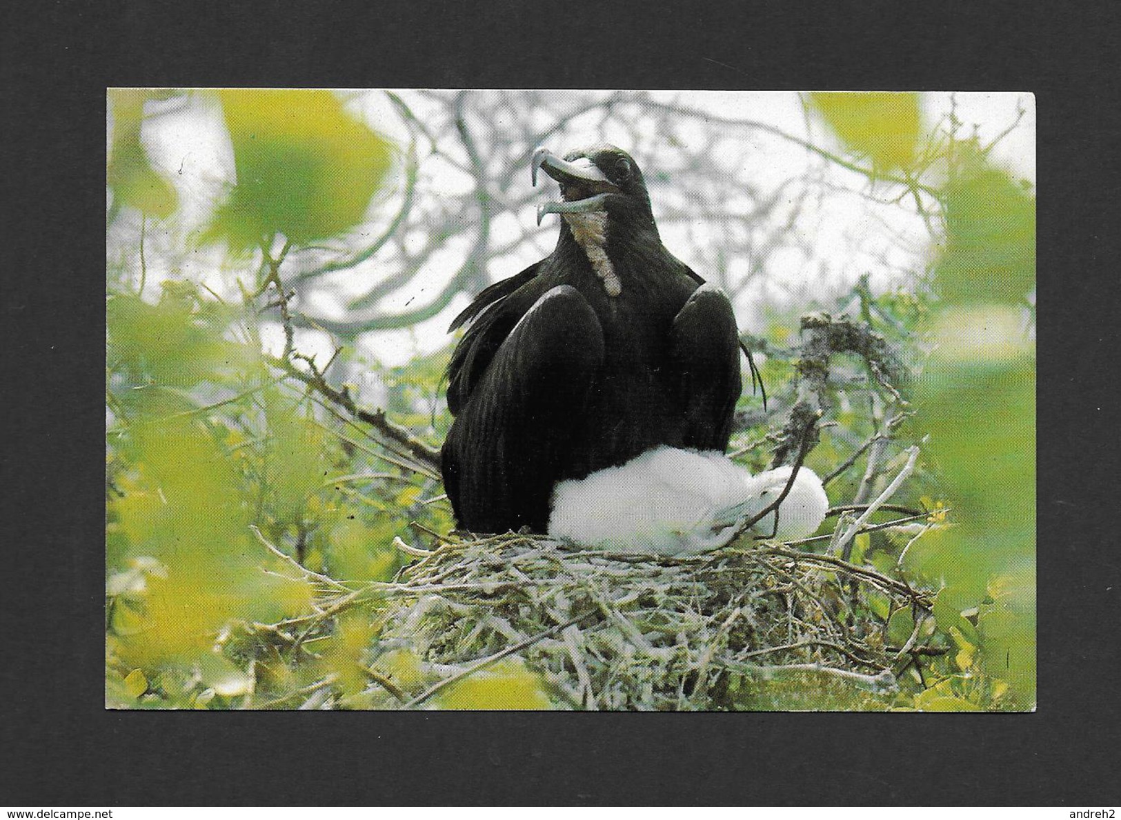 ANIMAUX - ANIMALS - OISEAUX - BIRDS - GALAPAGOS ECUADOR - AVE FRAGATA - FRIGATE BIRD - FREGATTVOGEL - PHOTO MARGGRAFF - Birds