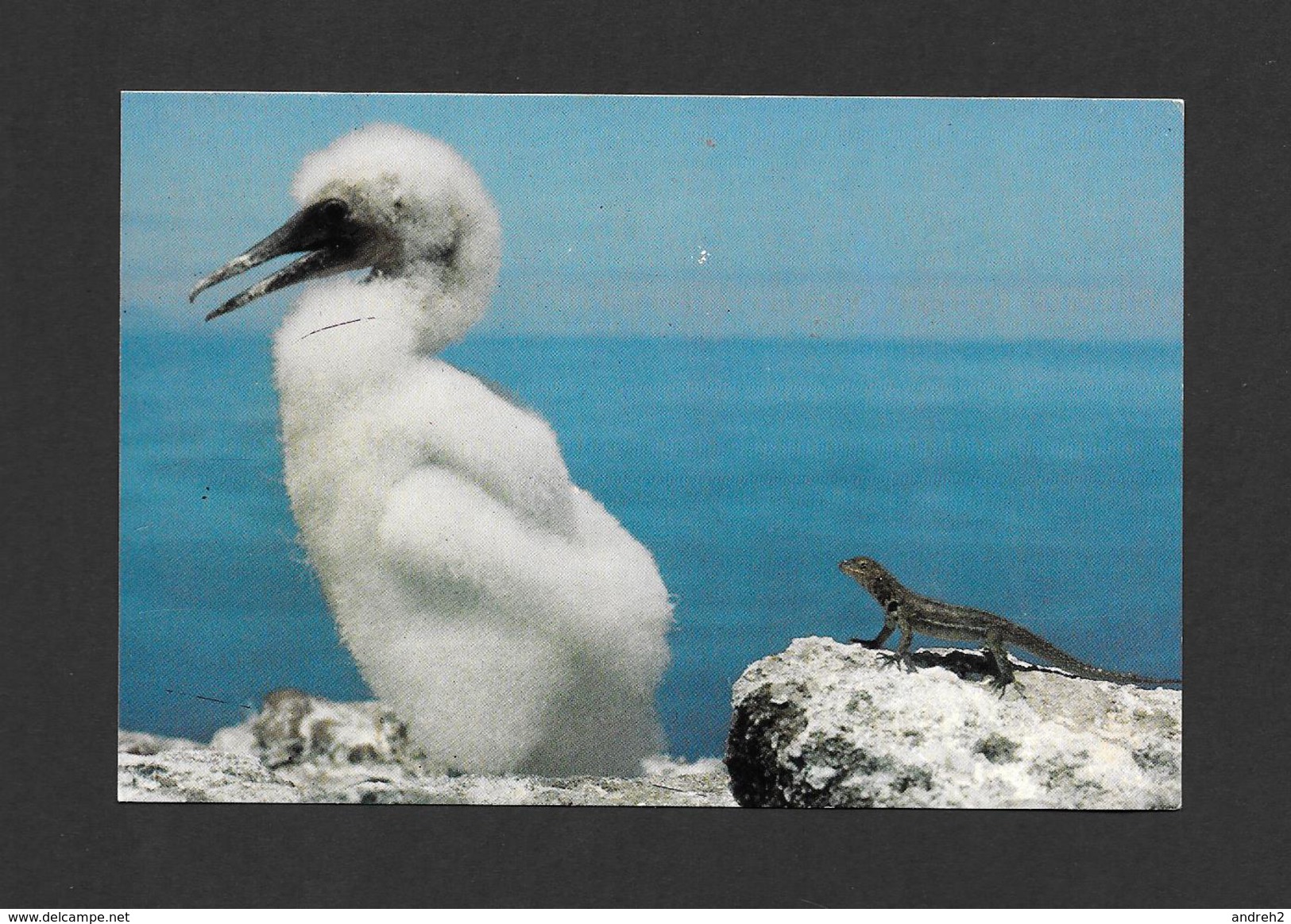 ANIMAUX - ANIMALS - OISEAUX - BIRDS - GALAPAGOS ECUADOR - PIQUERO ENMASCARADO - YOUNG MASKED BOOBY - JUNGER MASKENTOLPEL - Oiseaux